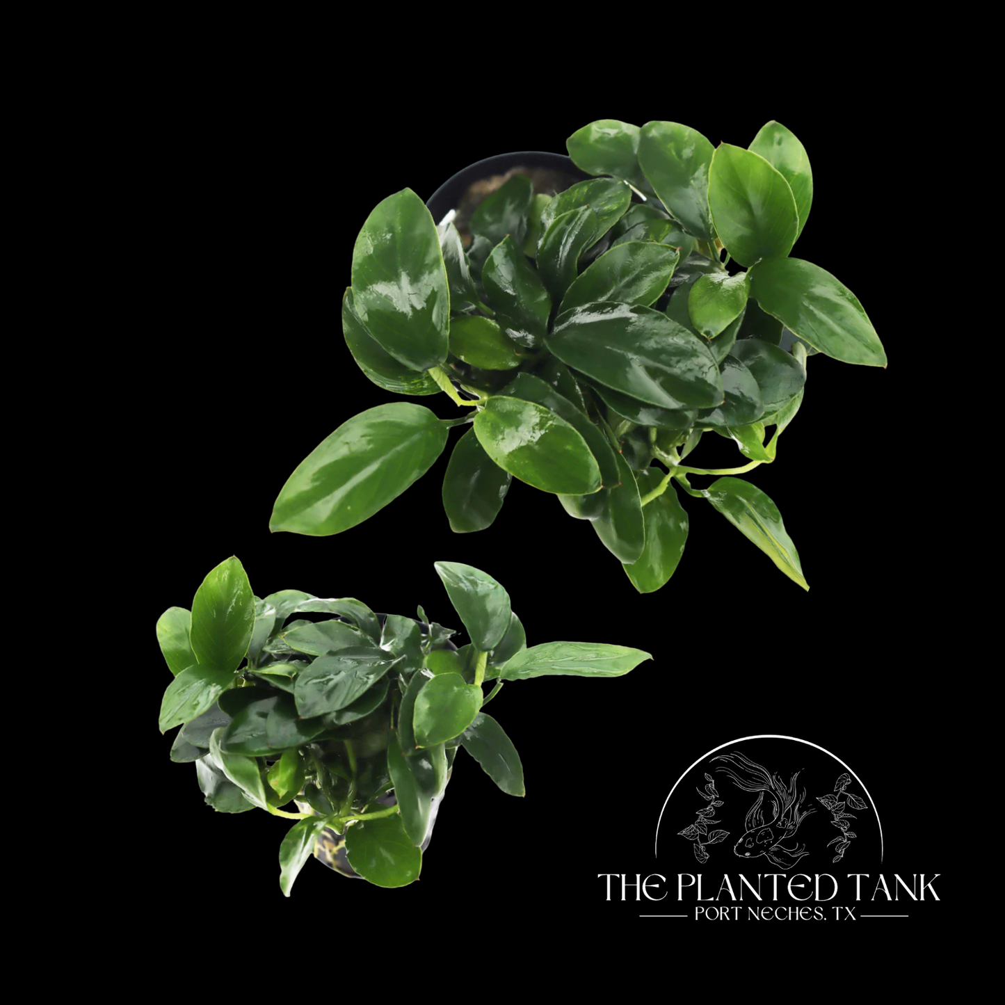 Anubias Nana Petite ~ Potted