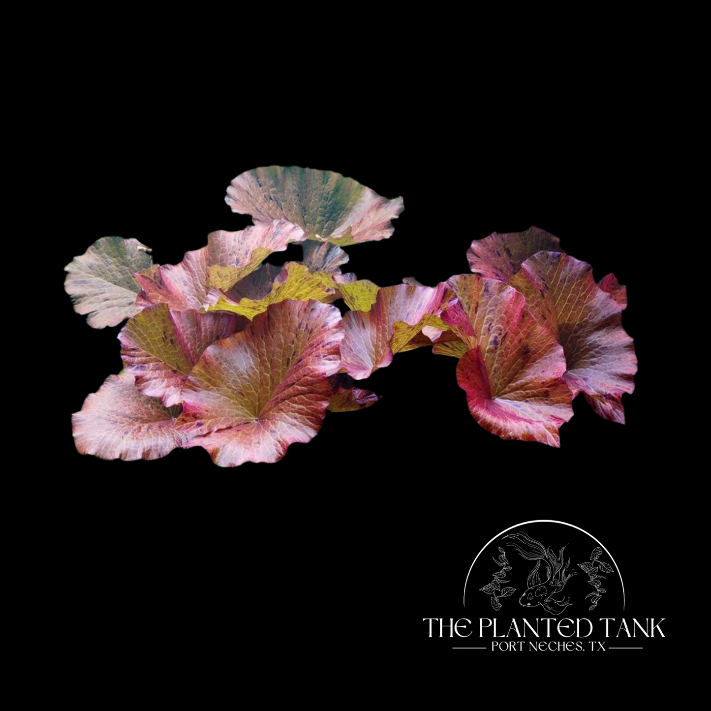 Dwarf Red Tiger Lotus