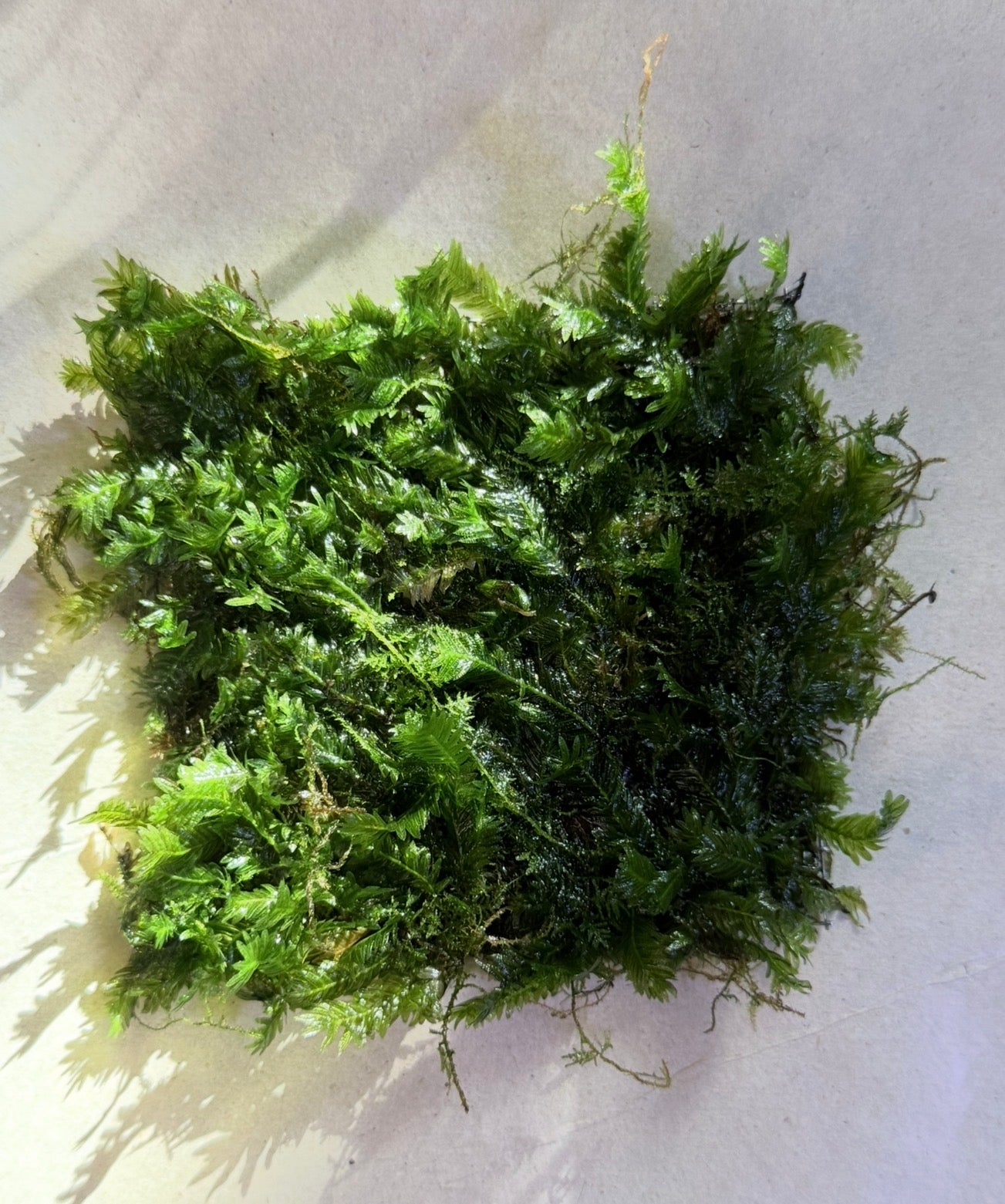Pheonix Moss ‘Nobilis’