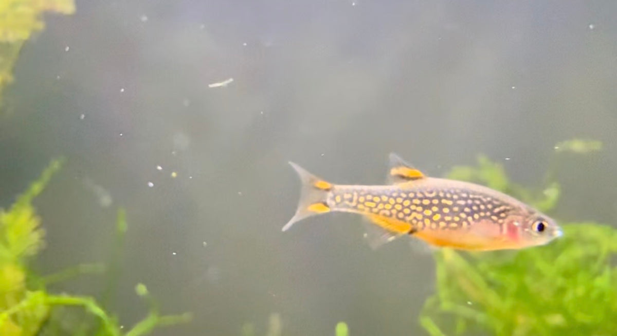 Celestial Pearl Danios - Freshwater Nano Fish