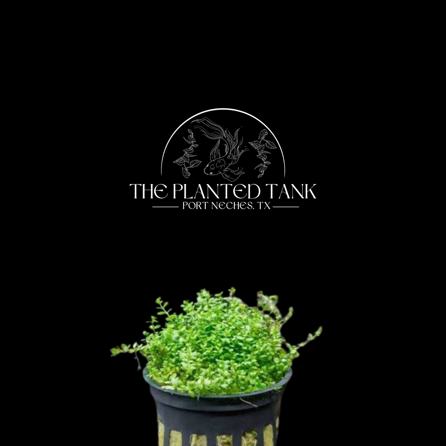 Dwarf Baby Tears - Potted