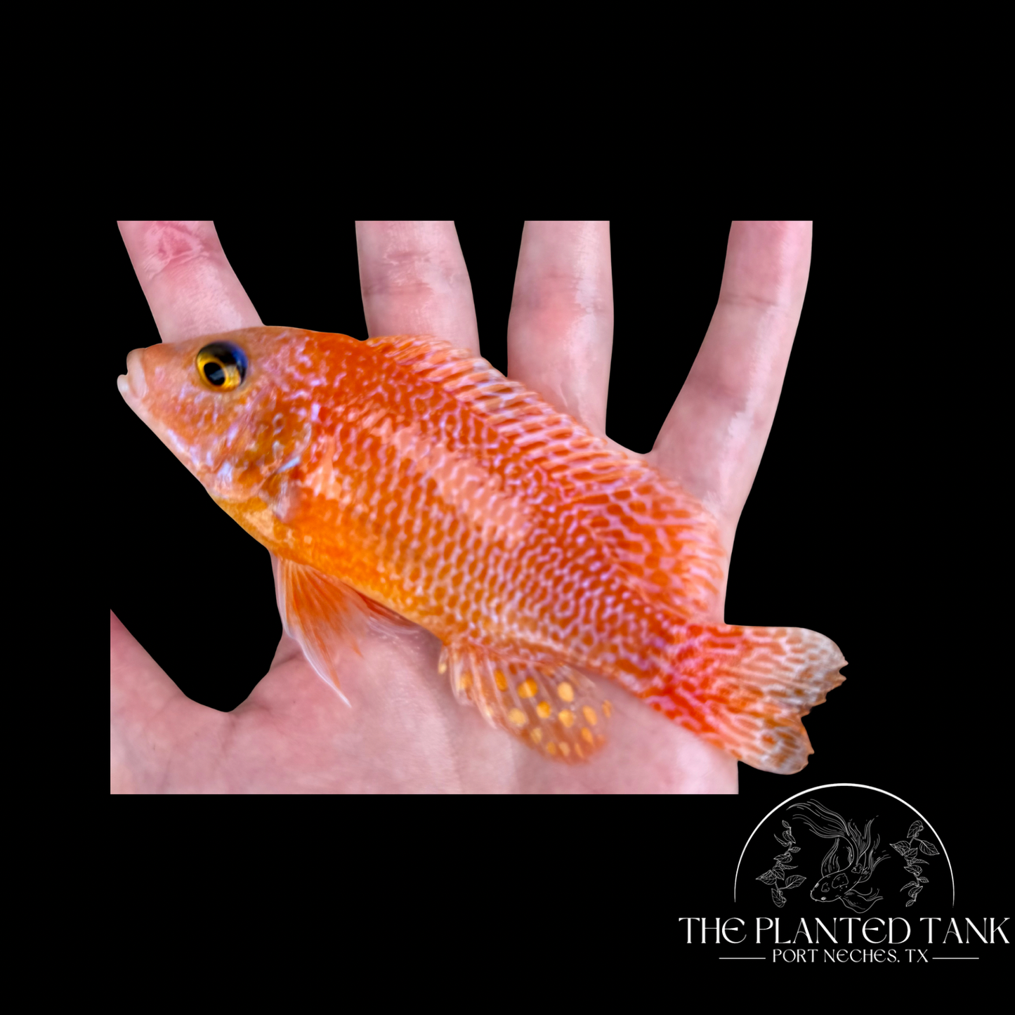 Dragon Blood Peacock Cichlid