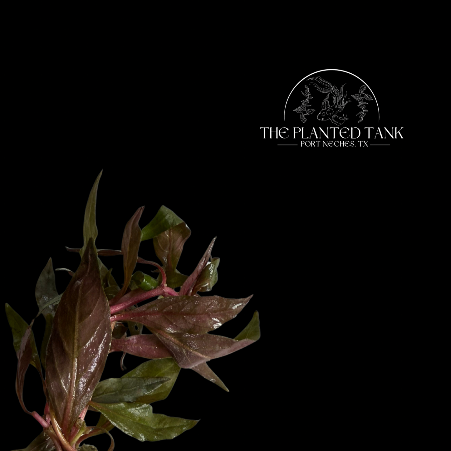 Scarlet Temple ~ Bunches