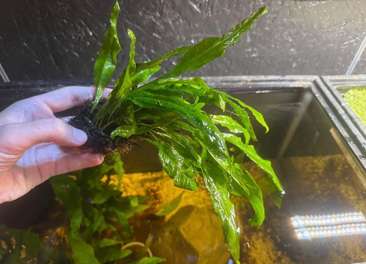 Java Fern Half Mat Bundle