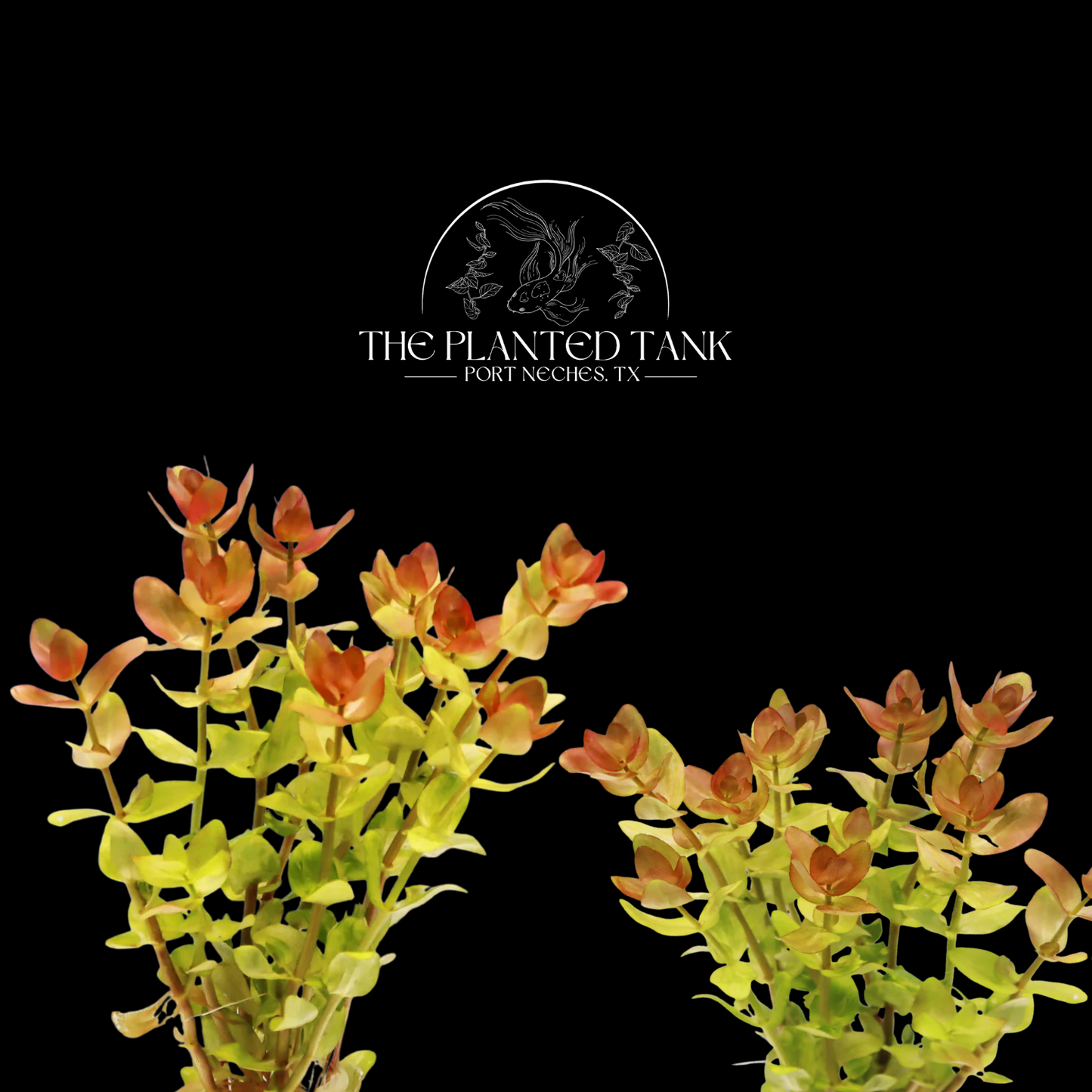 Bacopa Caroliniana ~ “Yellow Flame” Stem Plant