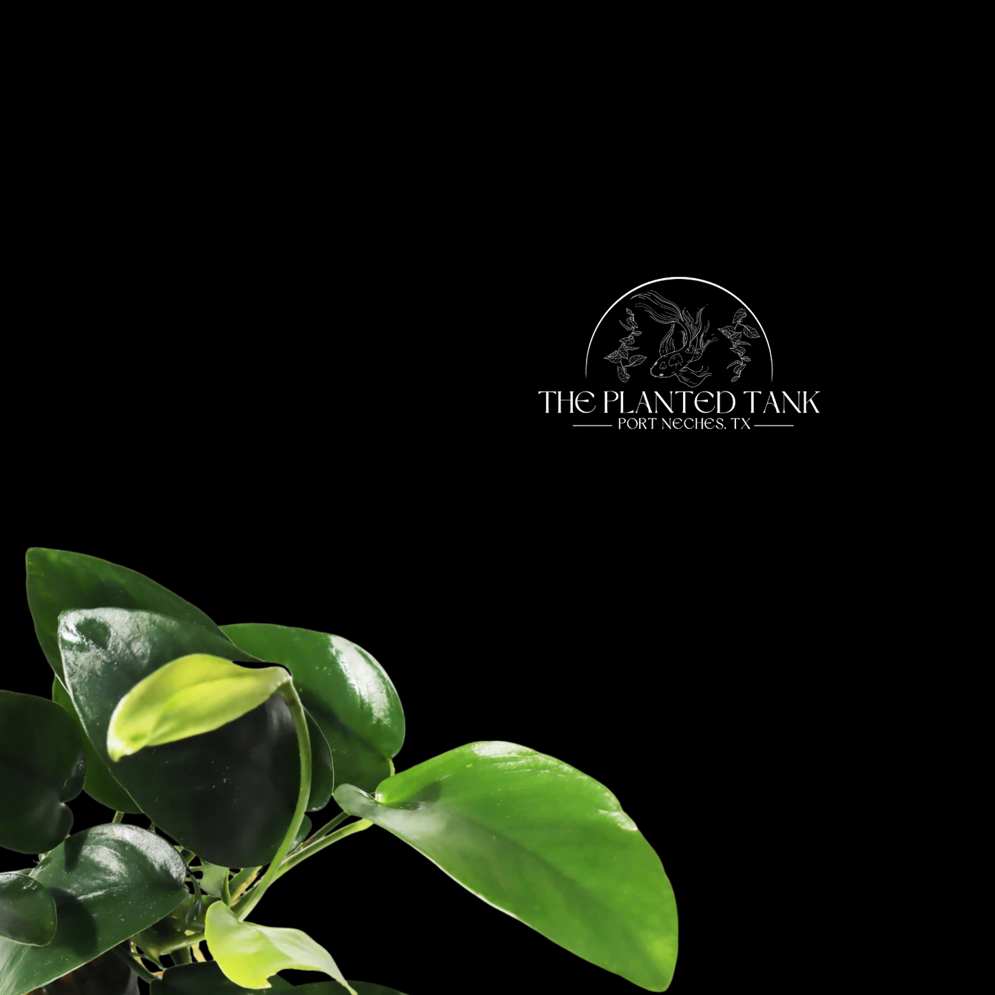 Anubias Nana ~ Bare Root Plant