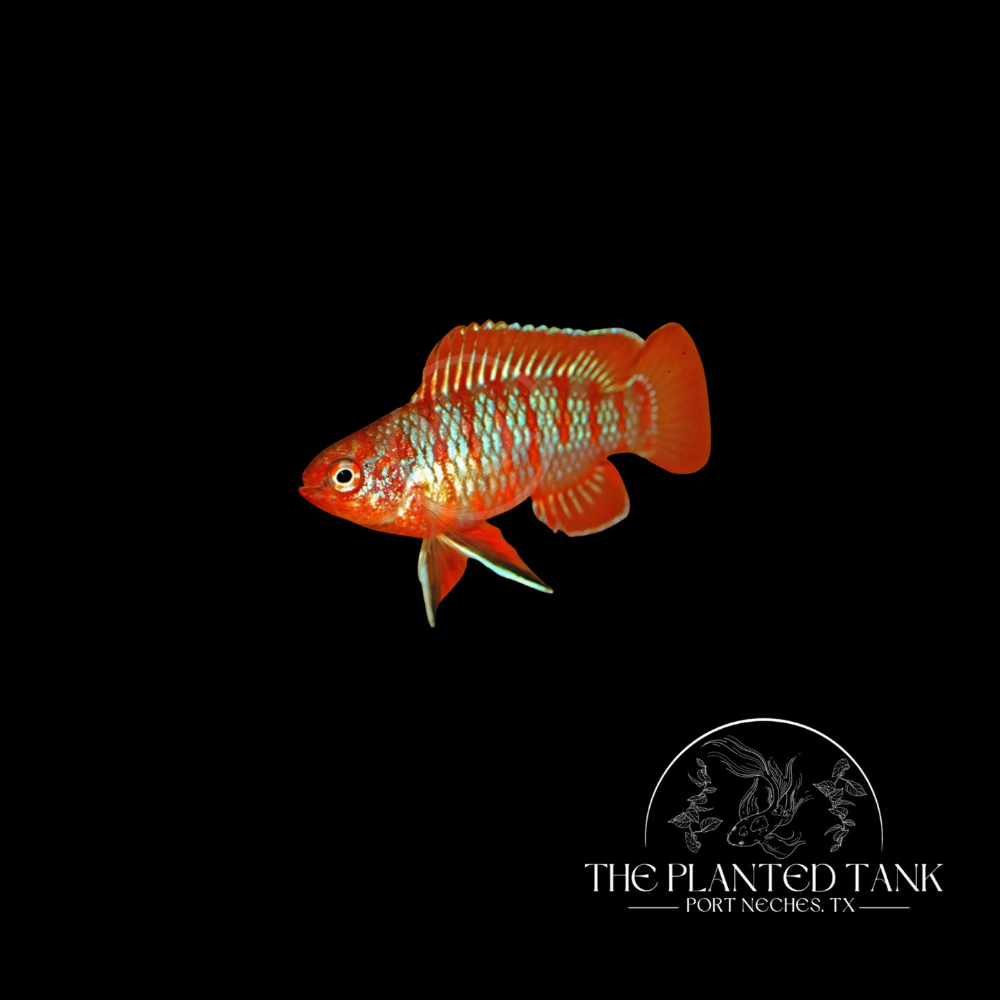 Scarlet Badis