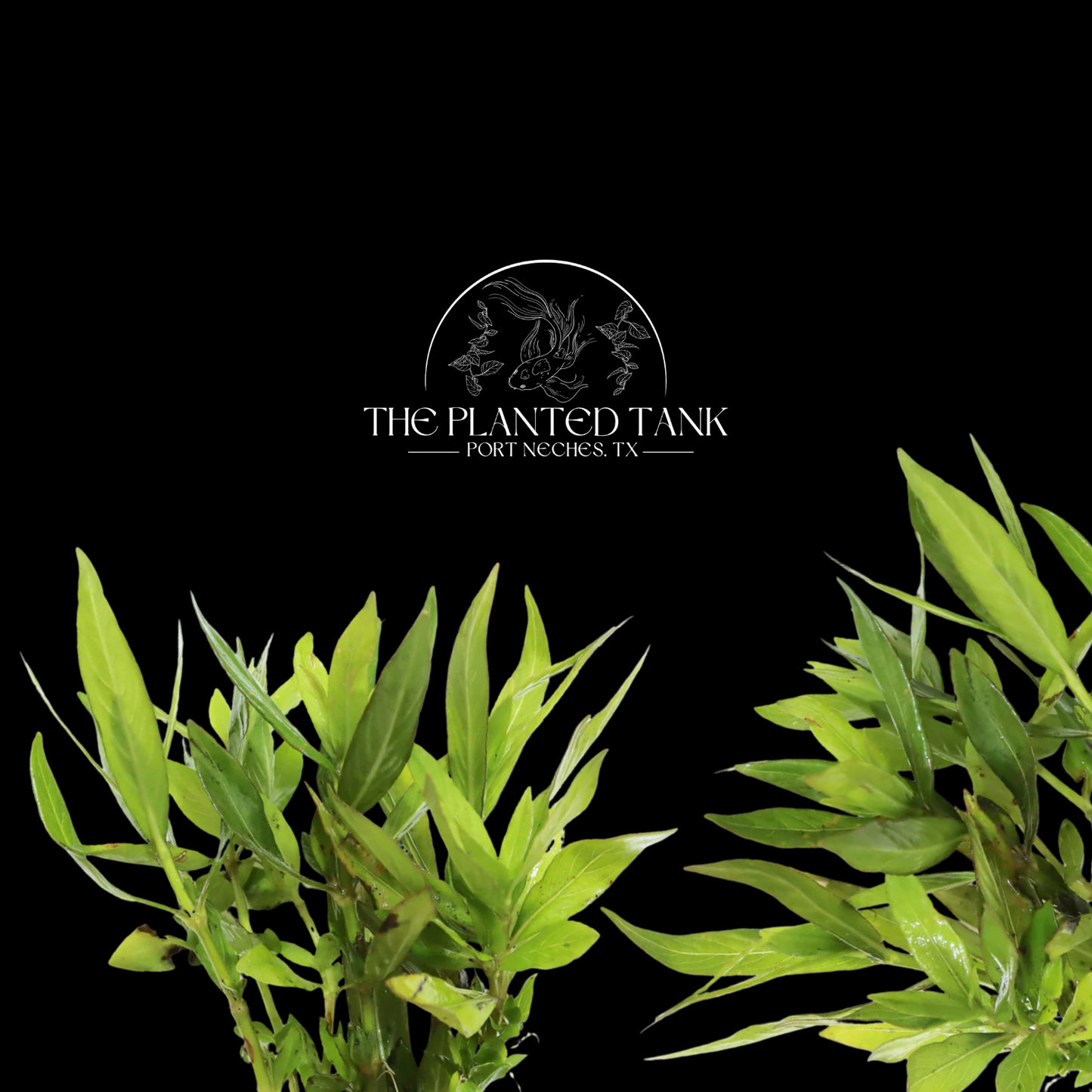 Hygrophila Corymbosa ~ “Parawitota”