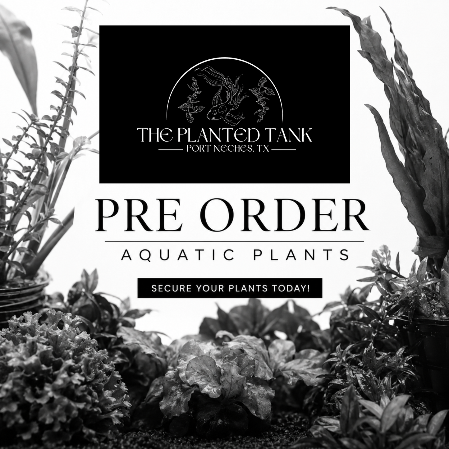 PRE-ORDER ONLY - Rare Aquatic Plant Import