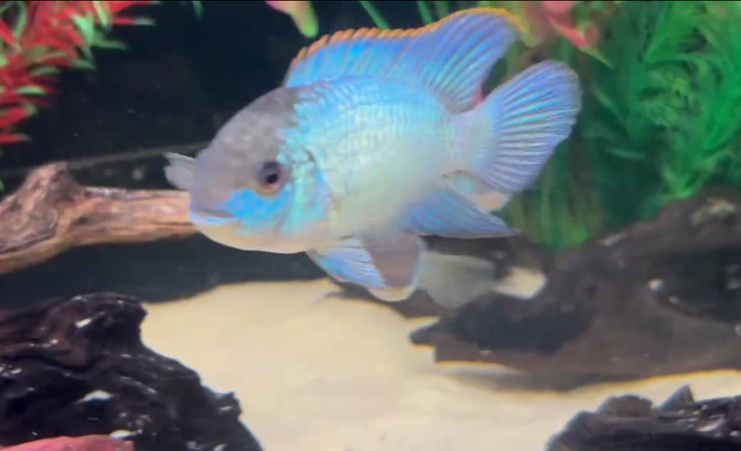Electric Blue Acara