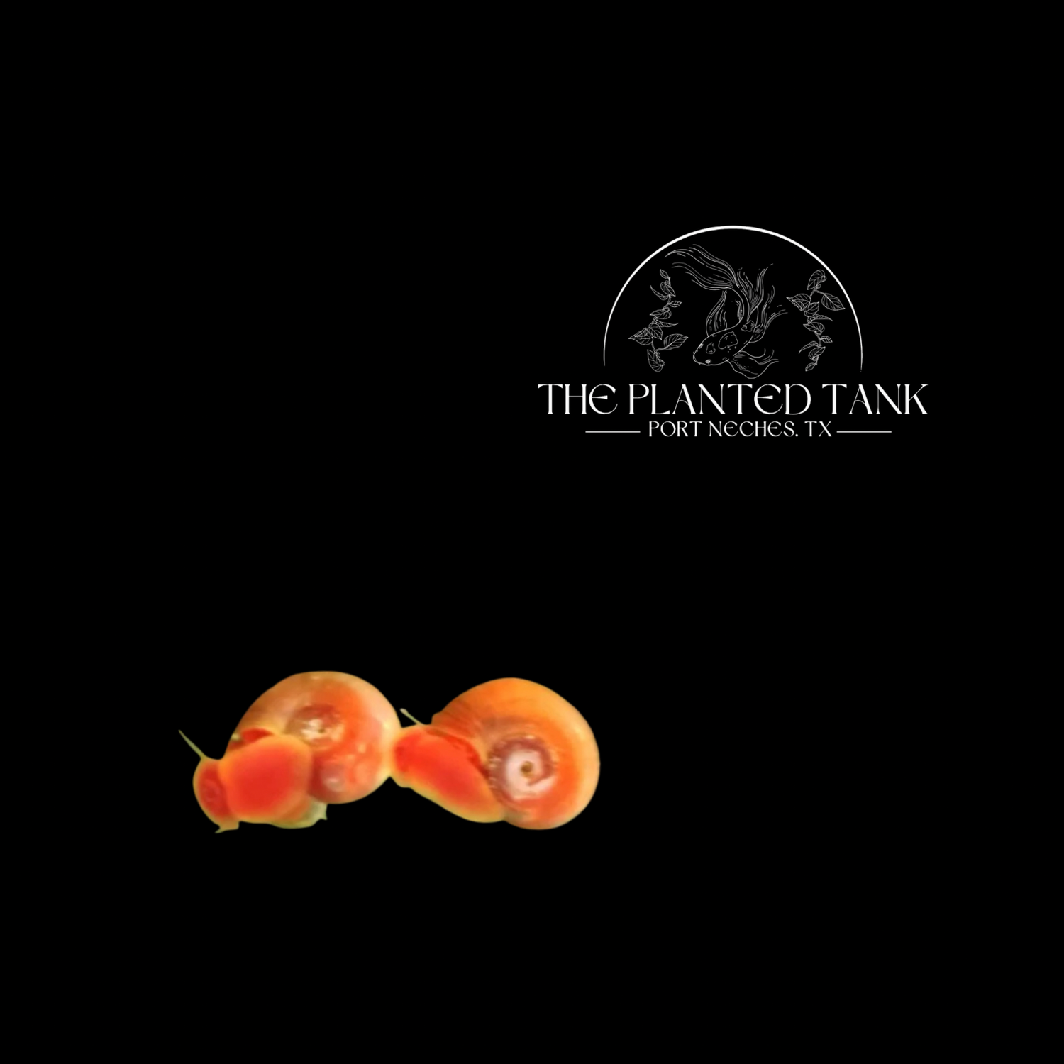 Freshwater Invertebrates