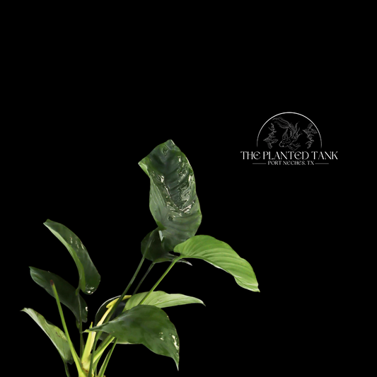 Anubias Barteri ~ Broadleaf ~ Small Potted