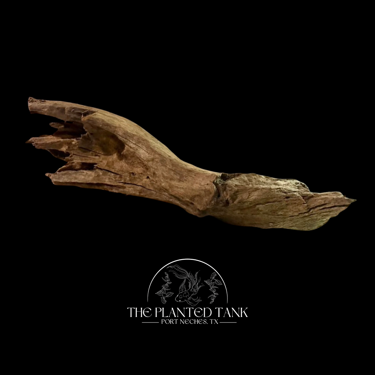 Malaysian Driftwood - Size Large, Assorted