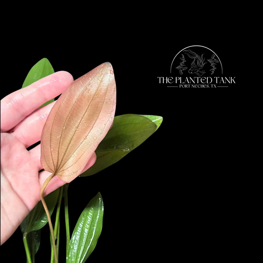 Pink Miracle Sword - Bare Root