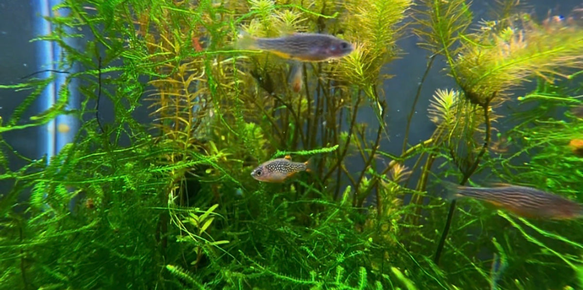 Celestial Pearl Danios - Freshwater Nano Fish
