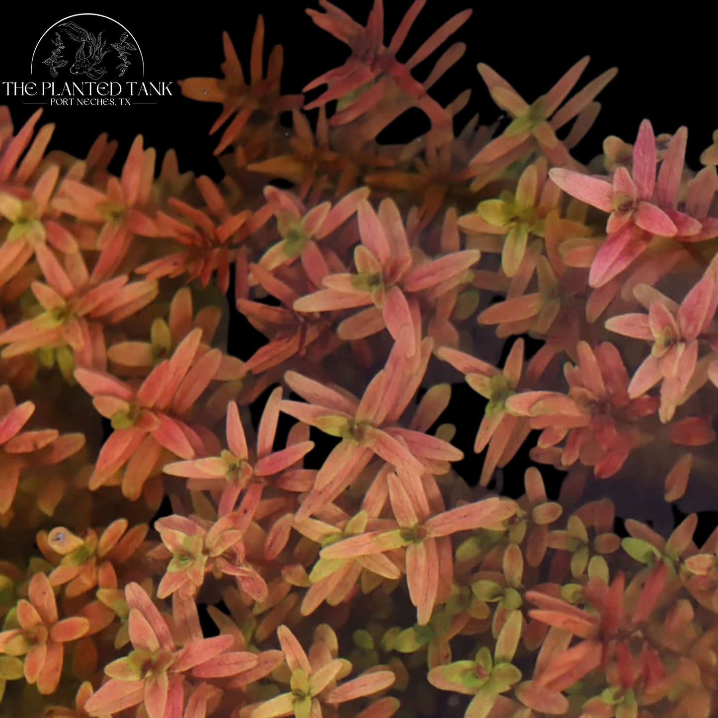 Rotala Rotundifolia Red