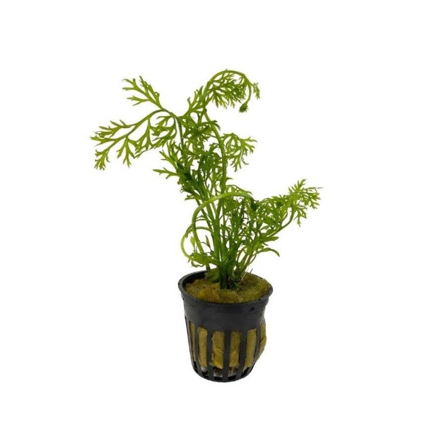 Grower's Choice Assorted Aquatic 2" Potted Plants