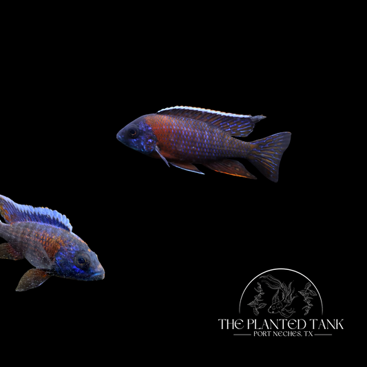 Blue Dragon Blood Peacock Cichlid