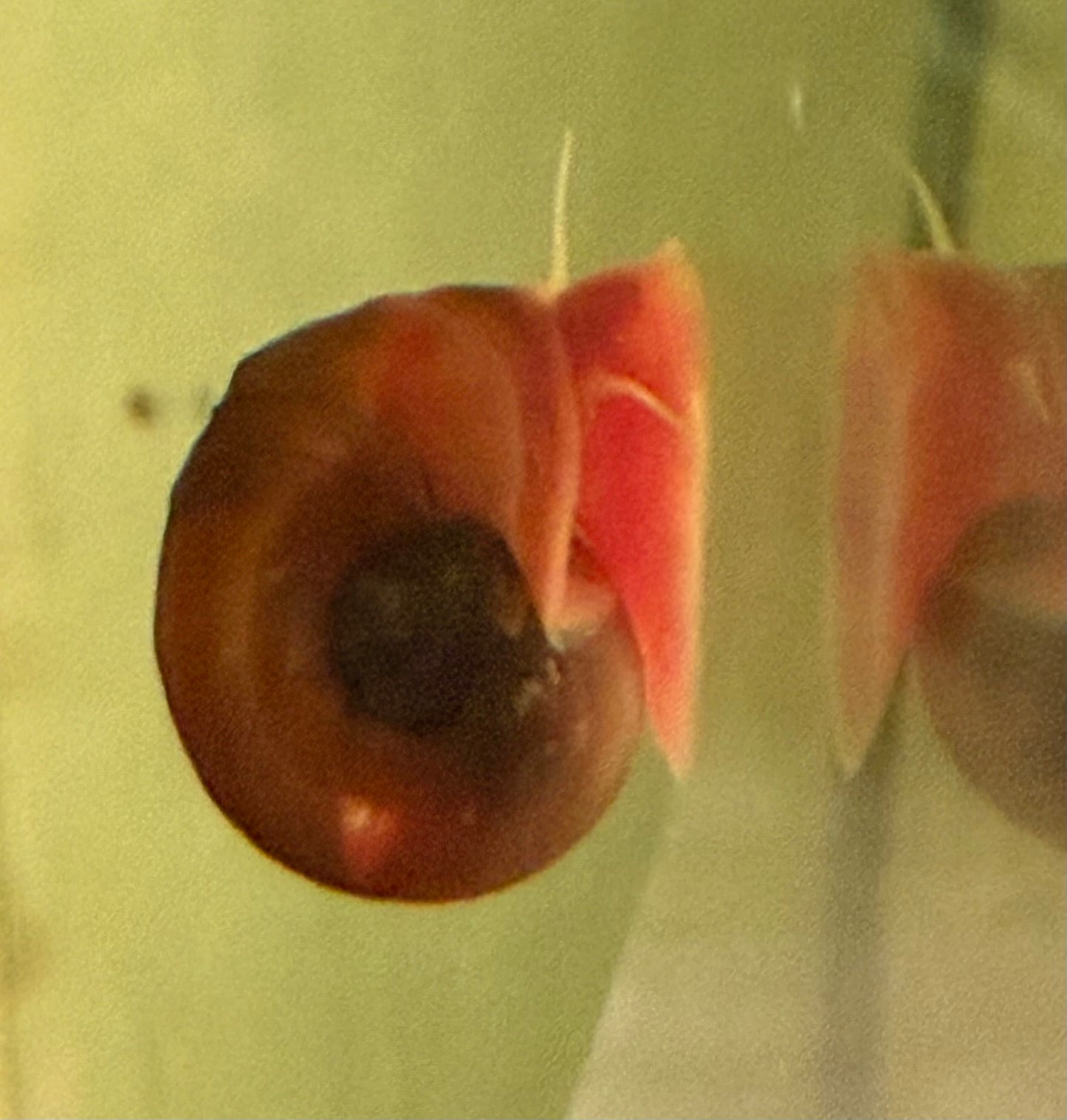 Red Ramshorn Snails