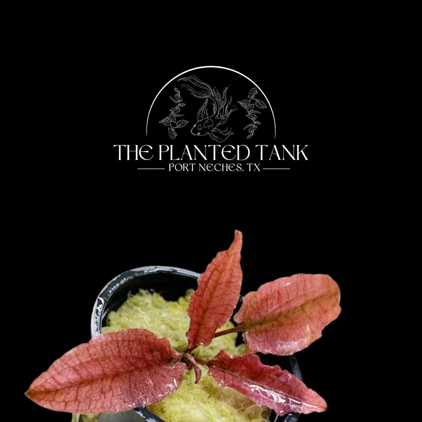 Cryptocoryne Pink Flamingo - Potted