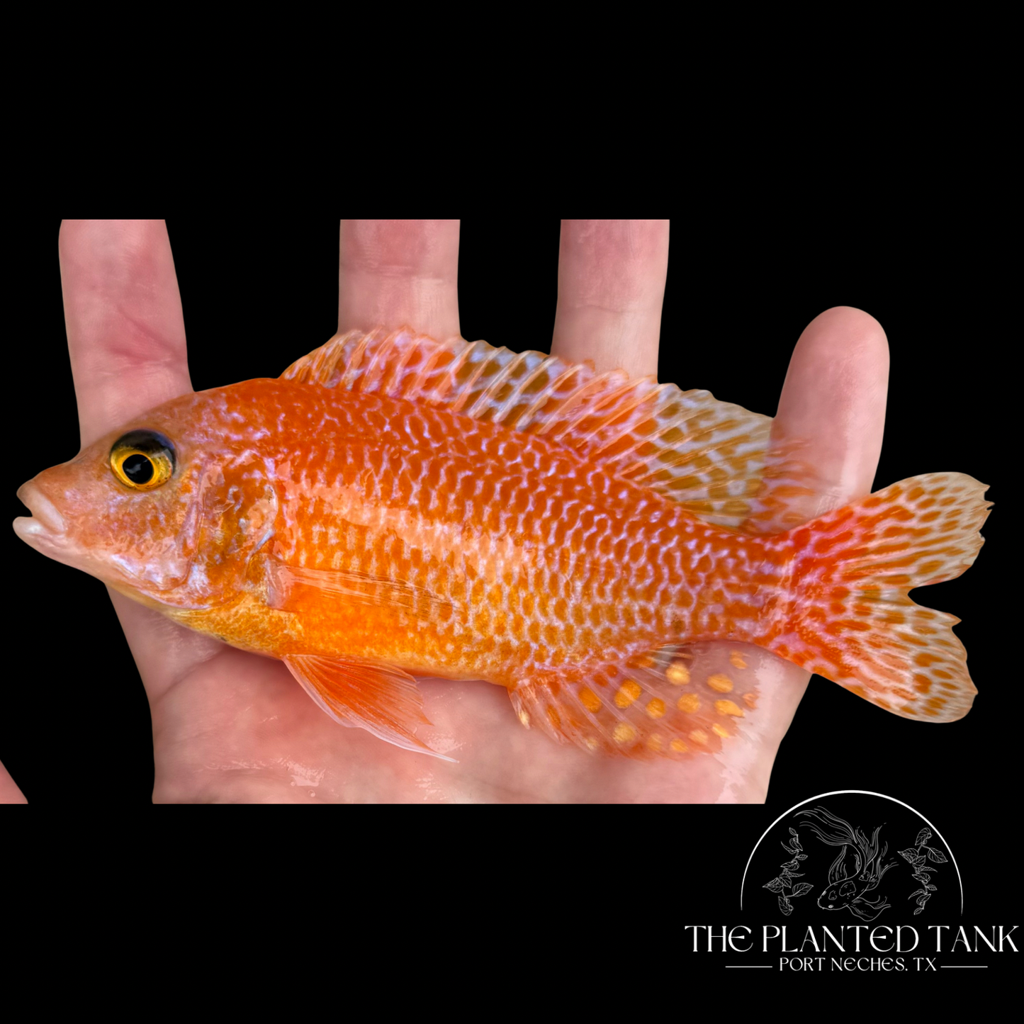 Dragon Blood Peacock Cichlid