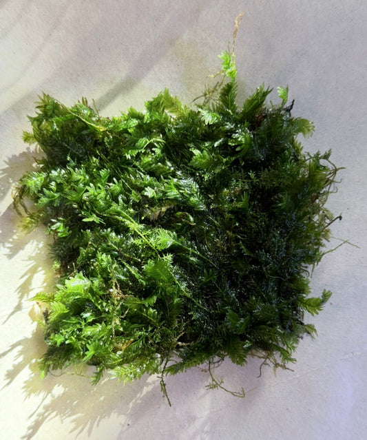Pheonix Moss ‘Nobilis’