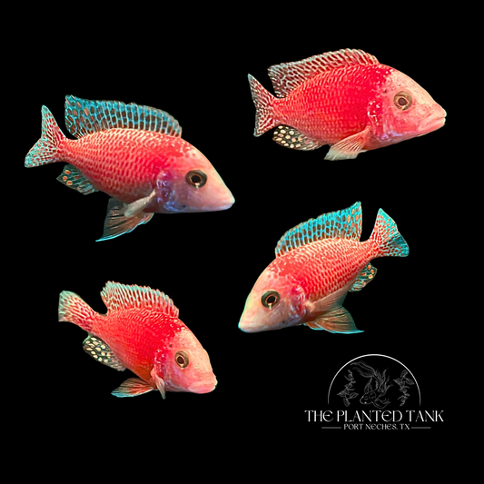 Dragon Blood Peacock Cichlid