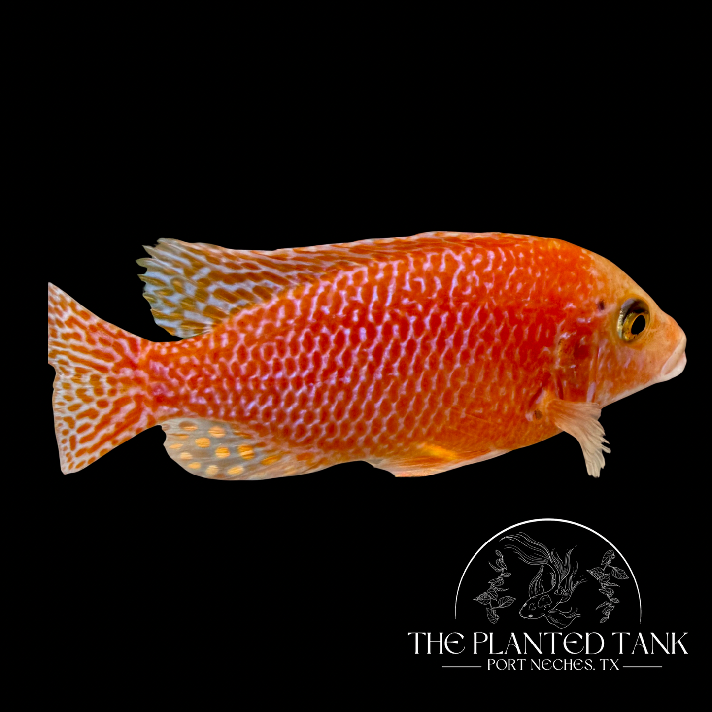 Dragon Blood Peacock Cichlid