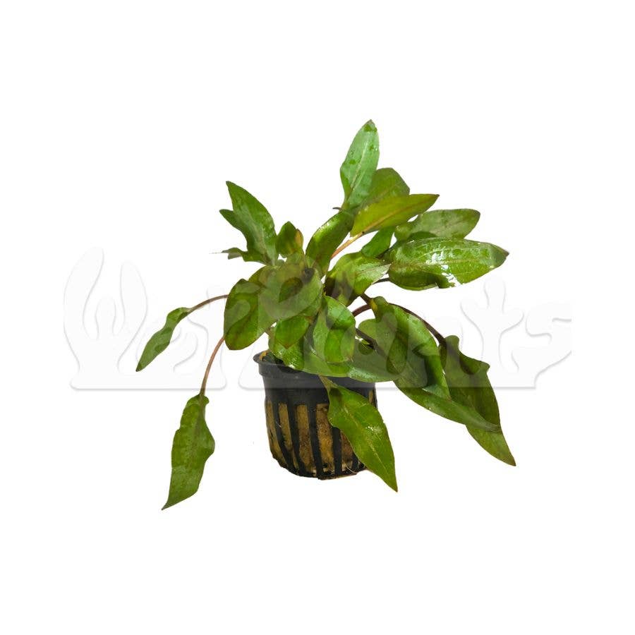 Grower's Choice Assorted Aquatic 2" Potted Plants