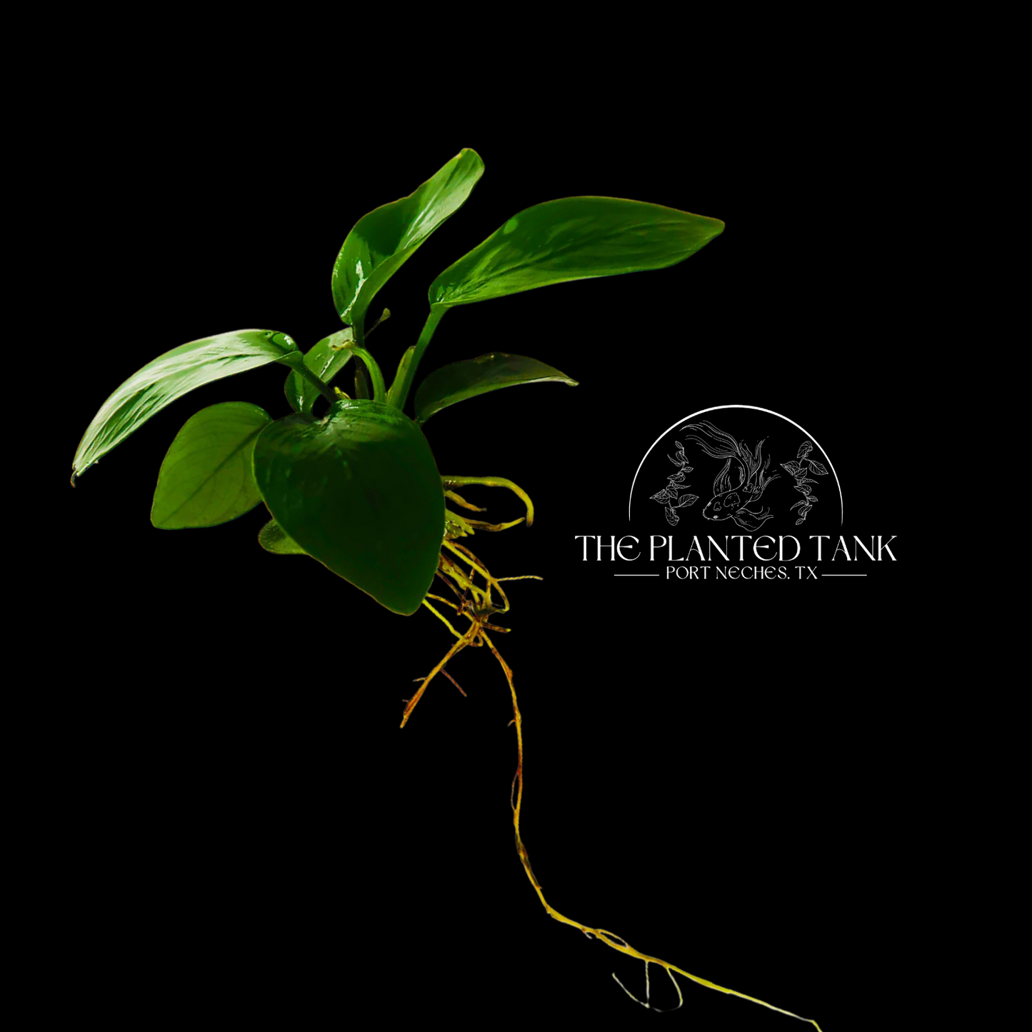 Anubias Nana ~ Bare Root Plant