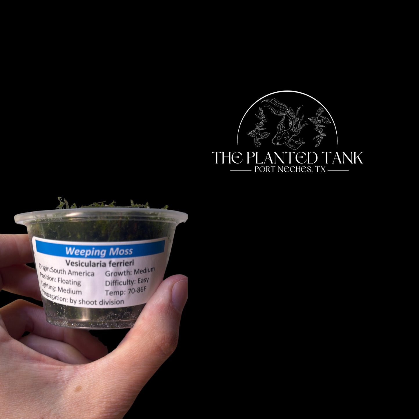 Assorted Aquarium Mosses – 4 oz Portion