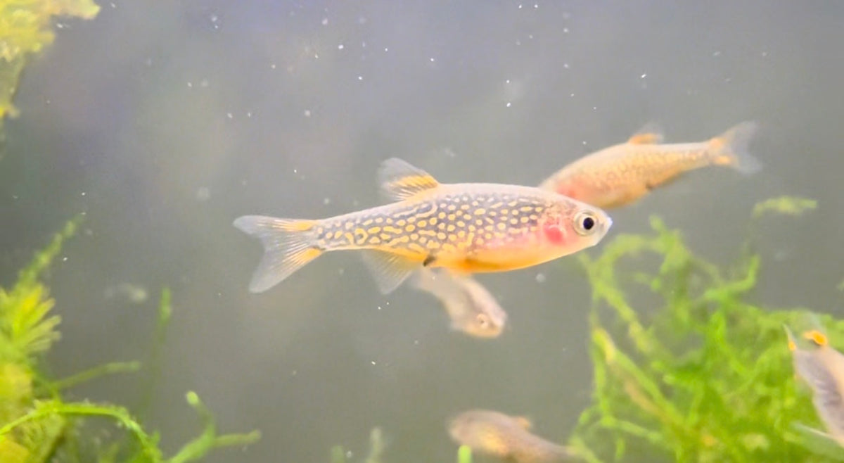 Celestial Pearl Danios - Freshwater Nano Fish