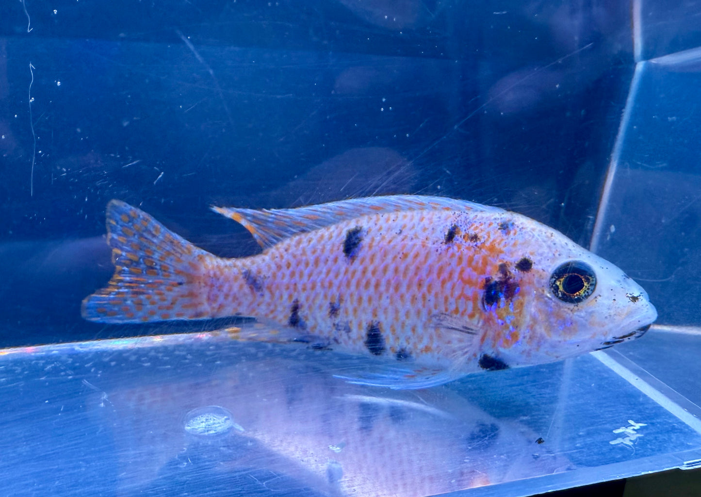 Platinum OB Peacock Cichlid