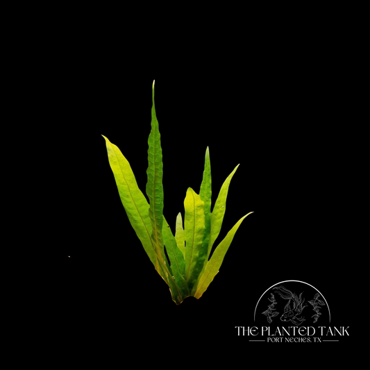Java Fern