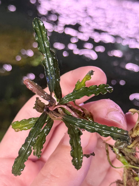Bucephalandra Catherinae (Submersed Grown)