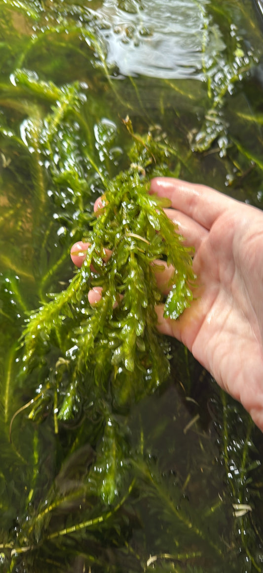 Elodea Bunches