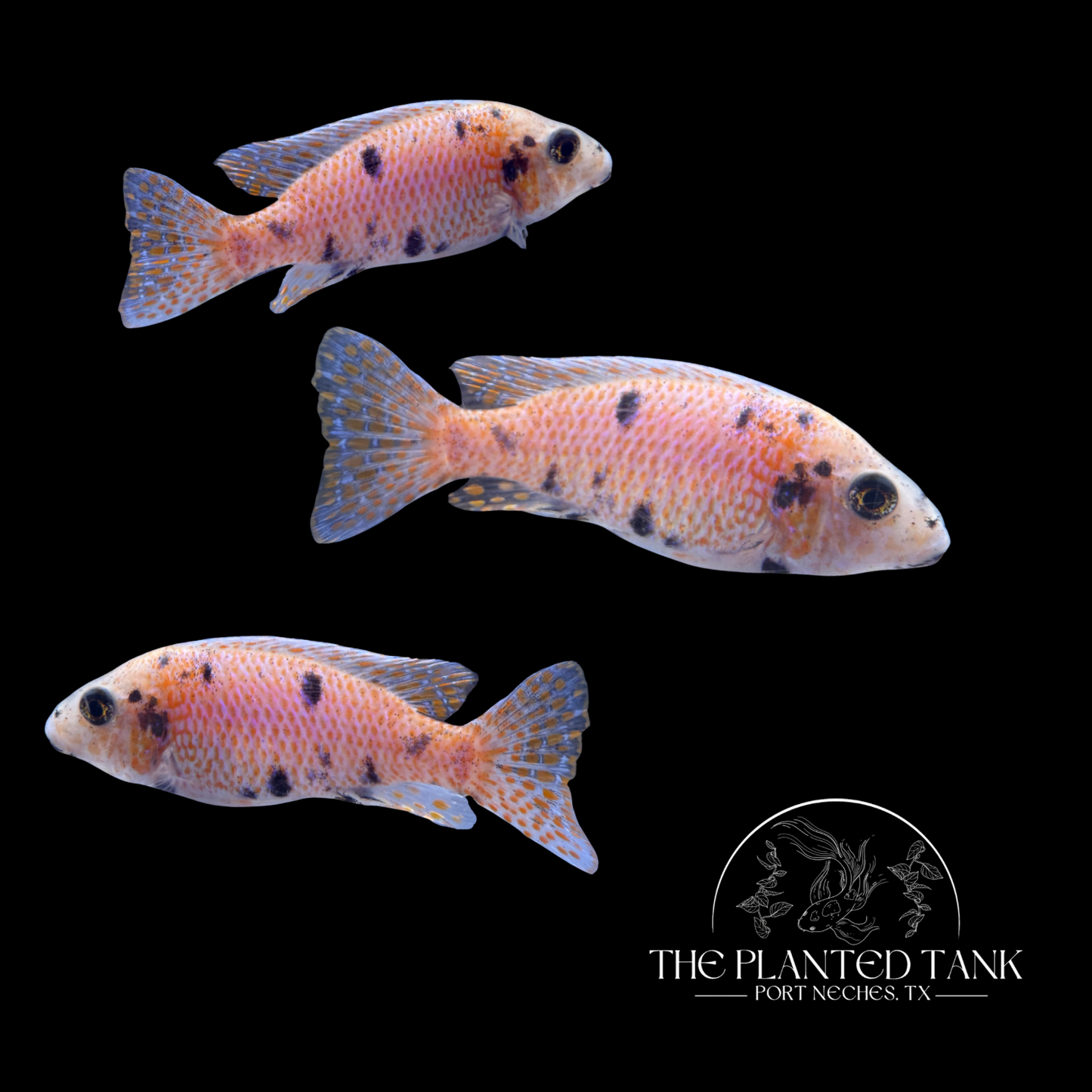 Platinum OB Peacock Cichlid