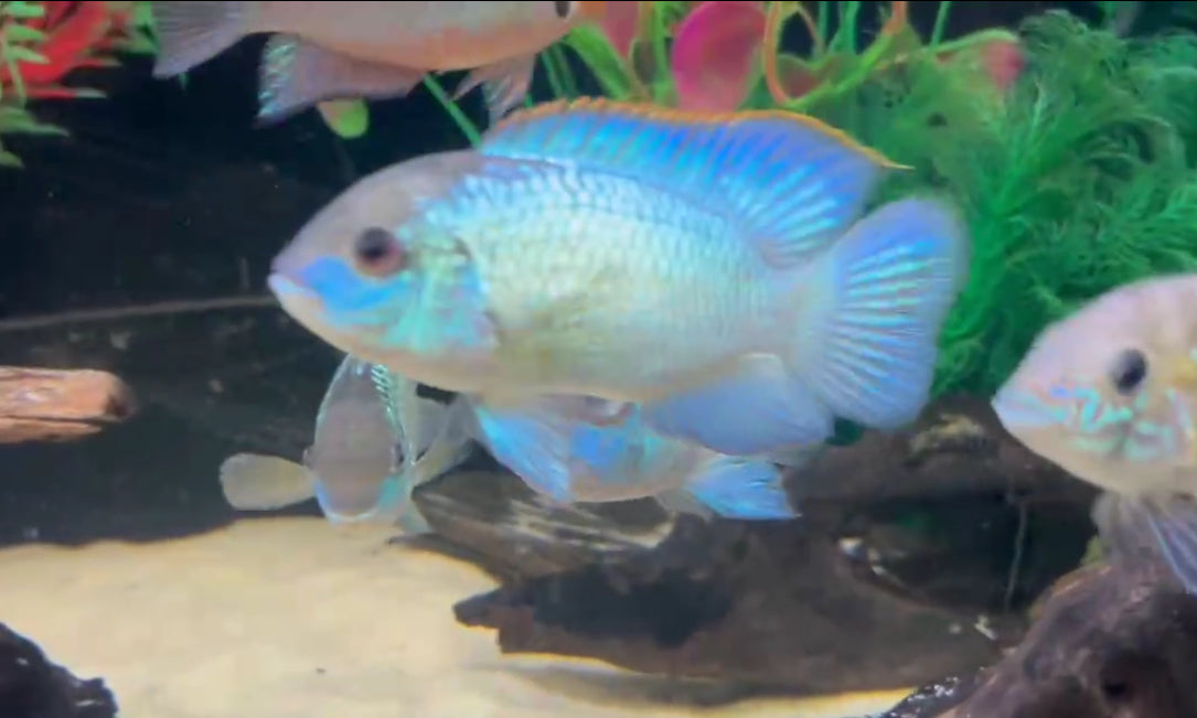 Electric Blue Acara