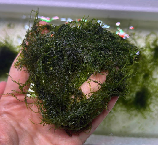 Custom Listing - Live Aquatic Moss