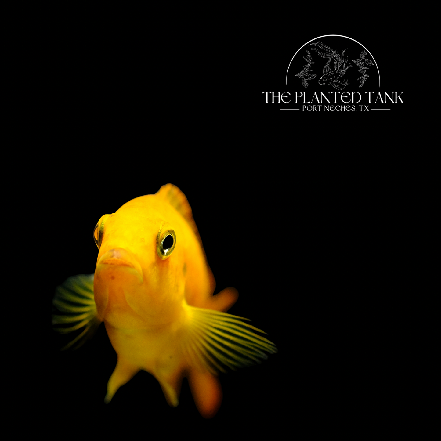 Electric Lemon Yellow Mbuna (Yellow Lab Cichlid)