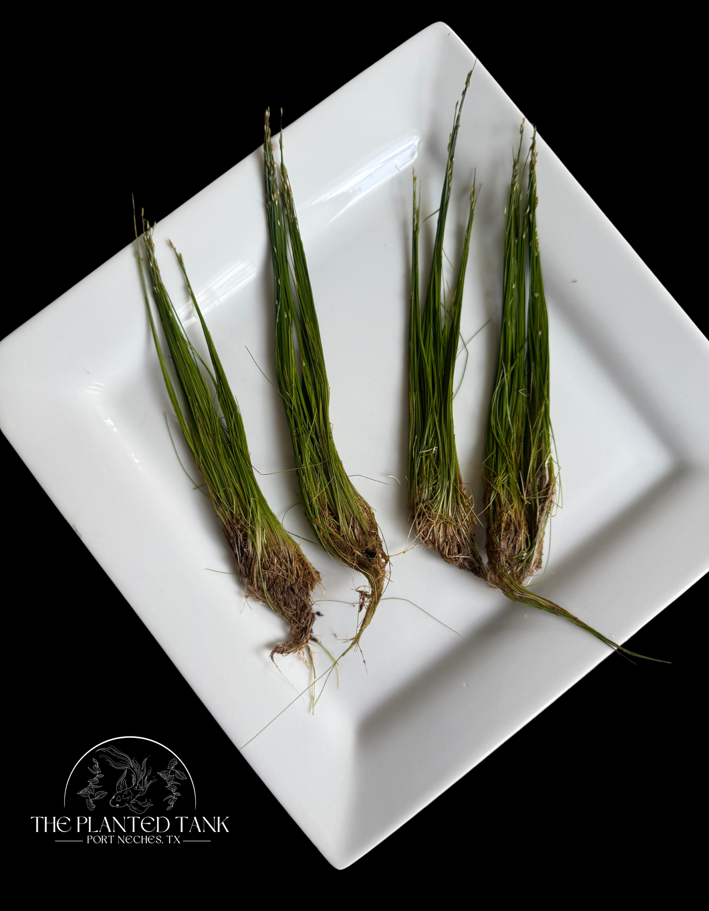 Dwarf Hairgrass - Bunch