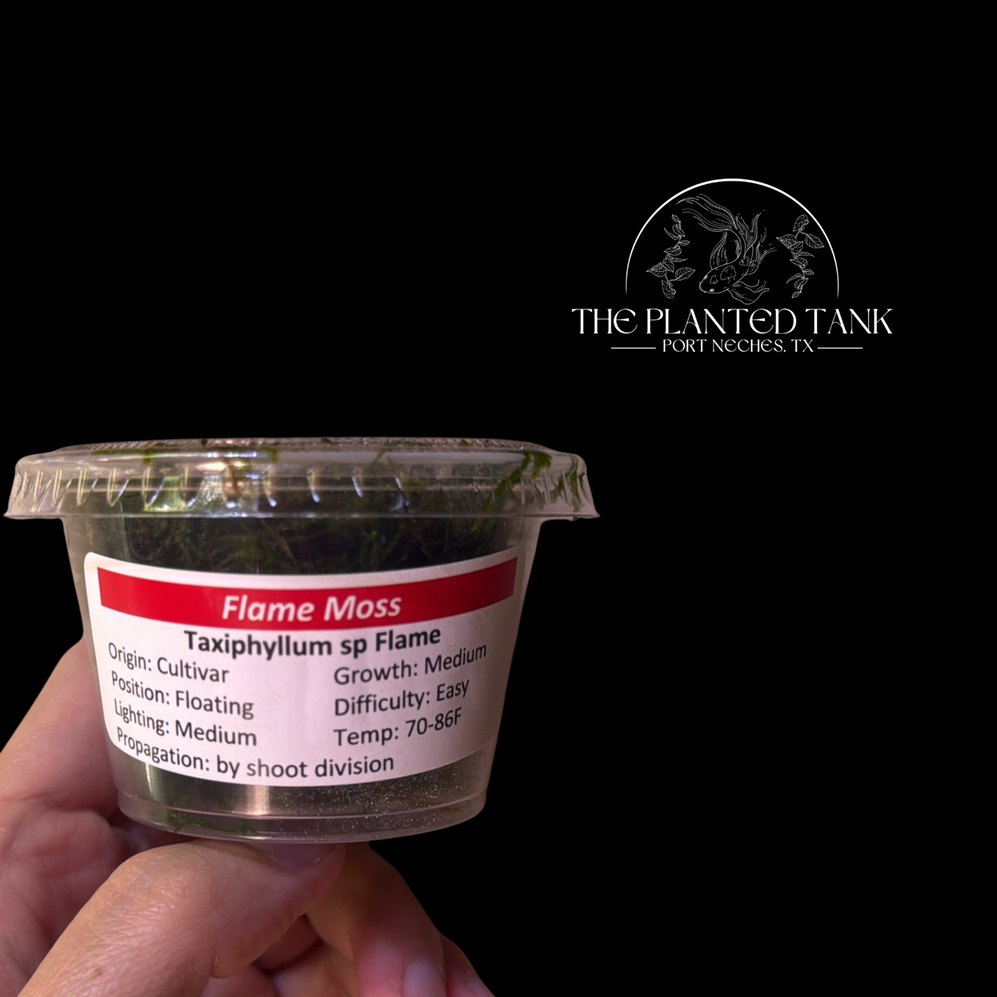 Assorted Aquarium Mosses – 4 oz Portion