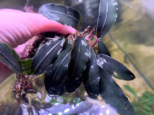 Bucephalandra Deep Blue (Submersed Grown)