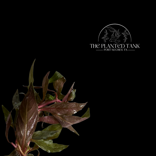 Scarlet Temple ~ Bunches