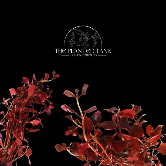 Ludwigia Palustris ~ “Triple Red"
