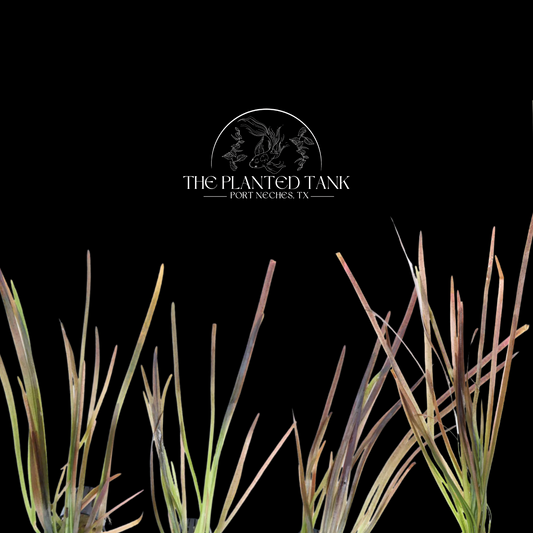 Vallisneria Spiralis ~ Leopard Variety (Long)