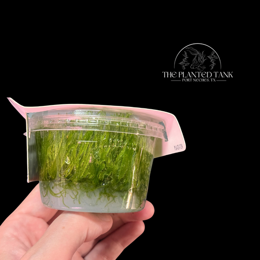 Spiky Moss Tissue Culture Cup