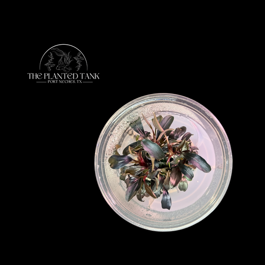 Bucephalandra Brownie Ghost Tissue Culture Cup