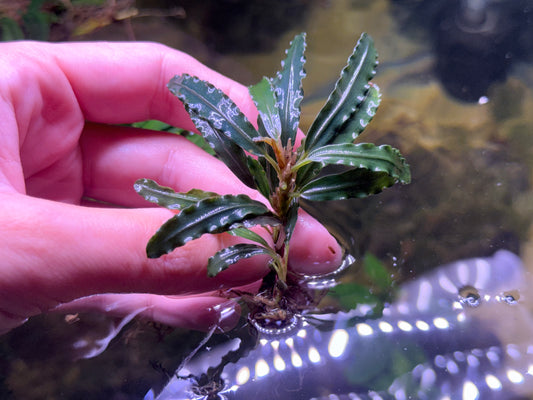 Bucephalandra Bilbis Blue (Submersed Grown)