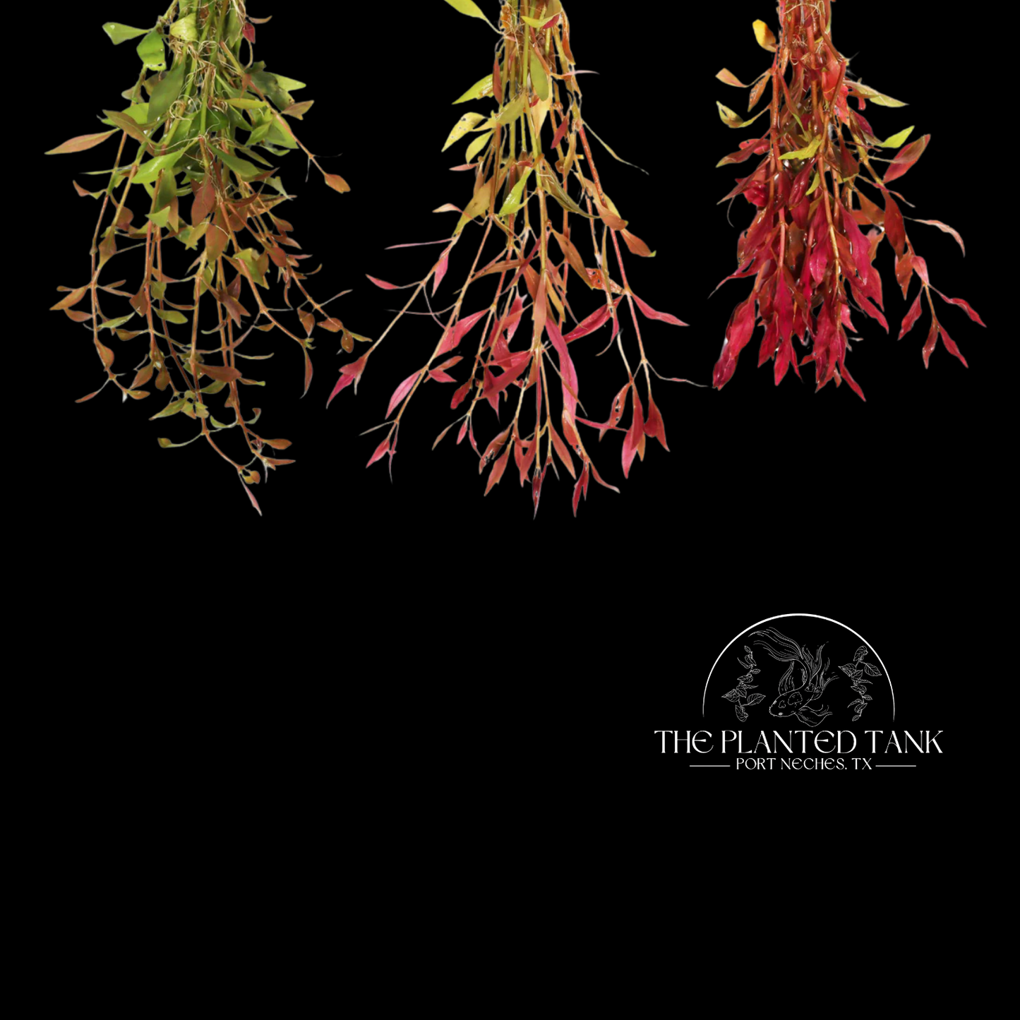 Alternanthera Reineckii ~ Variegated